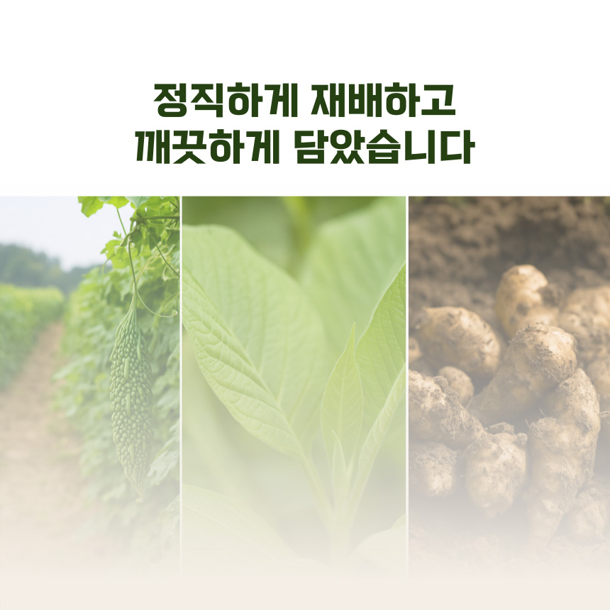 돼지감자차 여주차 여주 바나바 돼지감자 효능 물대신 티백 2세트 80개 - 상세 이미지 5