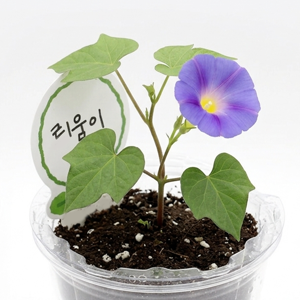 나팔꽃 씨앗 꽃씨 키우기 식물키트 저면관수 이미지 6