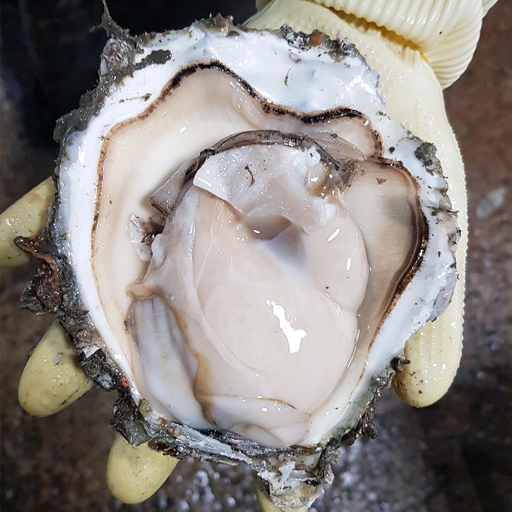 토해원 국내산 통영 대왕굴 삼배체굴 1kg 3~4미 내외 이미지 8