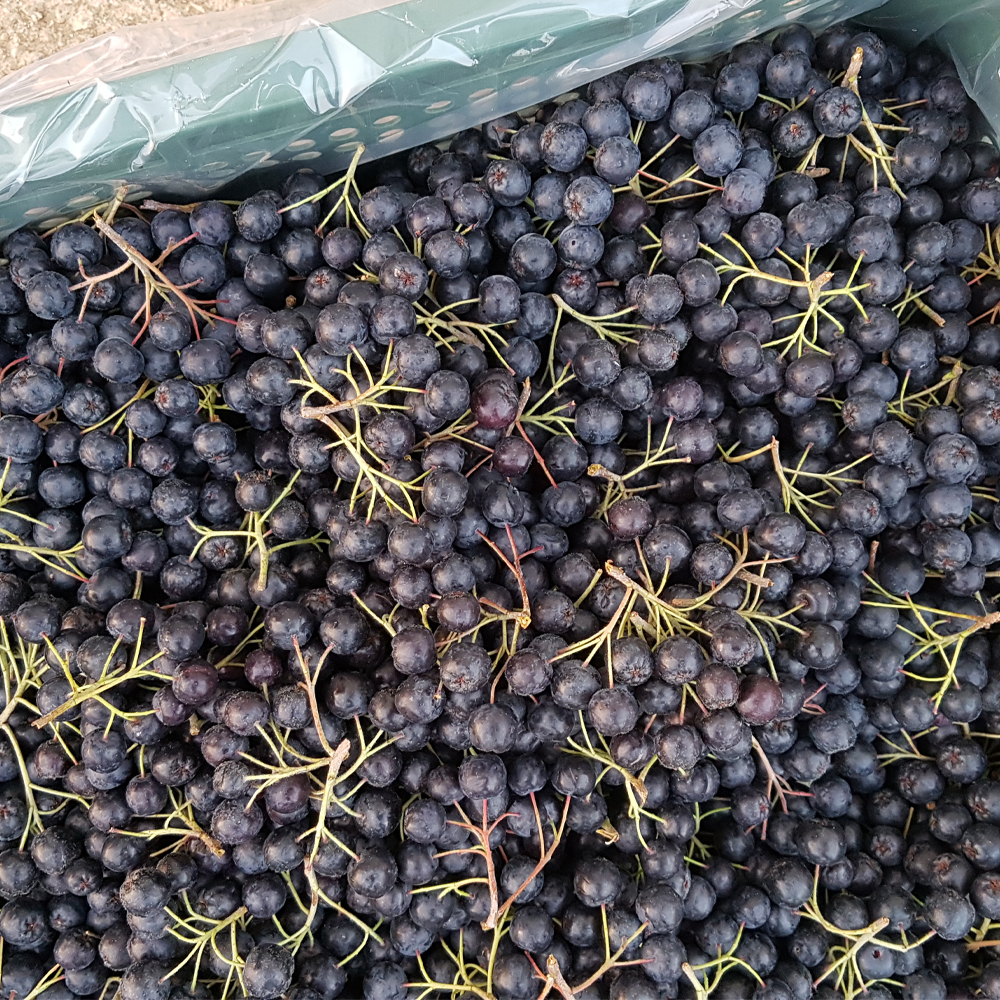 국내산 아로니아 생과 산지직송 신선한 아로니아 열매 건강과일 제철 생과 1kg - 상세 이미지 4