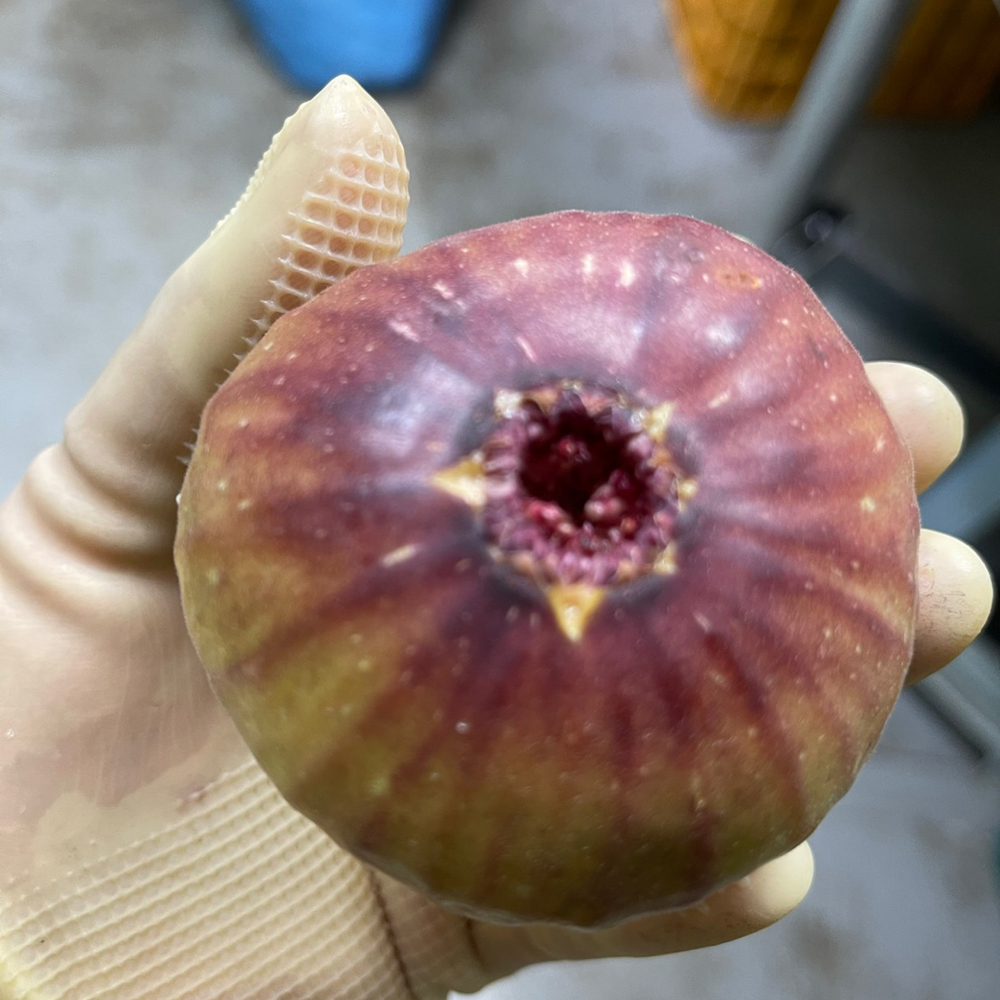 2026 햇 GAP 함평 홍무화과 고당도 제철 생과 산지직송 500g 1kg 2kg 이미지 7