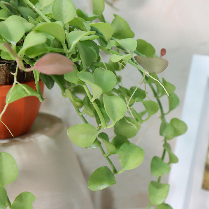 [1+1] 디시디아 그린 미니화분 행잉플랜트 반려 공중 행잉 넝쿨 덩쿨 그린 걸이형 에어 식물 화분 시크릿가드닝 - 상세 이미지 5