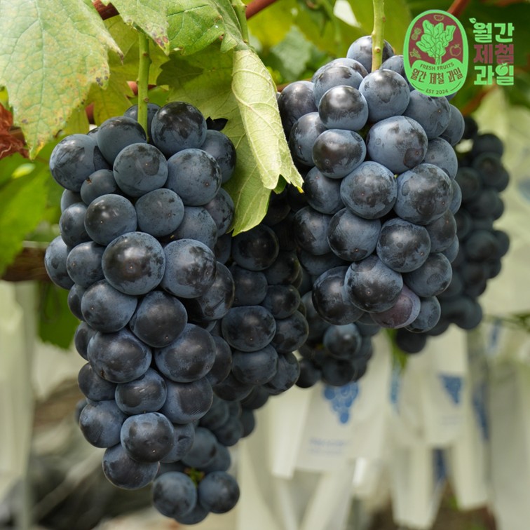 남원 흥부골 충랑포도 제철 영동포도 김천 샤인머스켓 씨없는포도 1.5kg 2kg - 상세 이미지 4