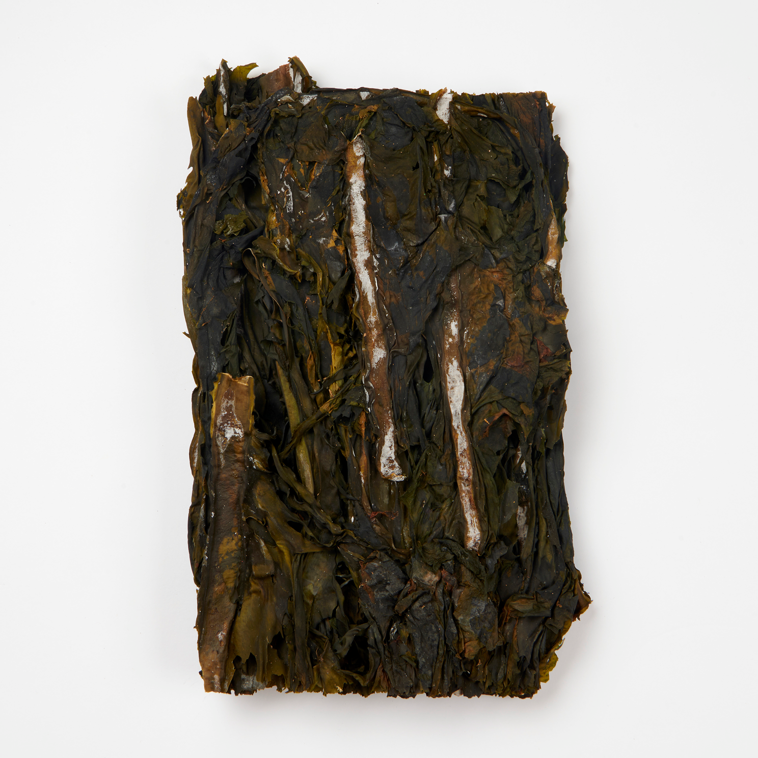 거제도 견내량 자연산 돌미역 200g 거제 미역 26년 5월 채취 산지직송 상품 이미지