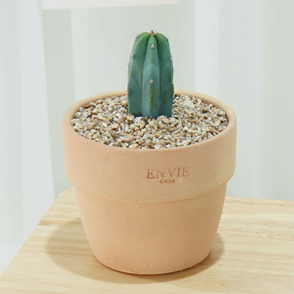 [1+1/받침증정] 다육 선물 다육이 토분 세트 선인장 플랜테리어 반려식물 실내 공기정화식물 시크릿가드닝 [10종 택2] - 상세 이미지 5