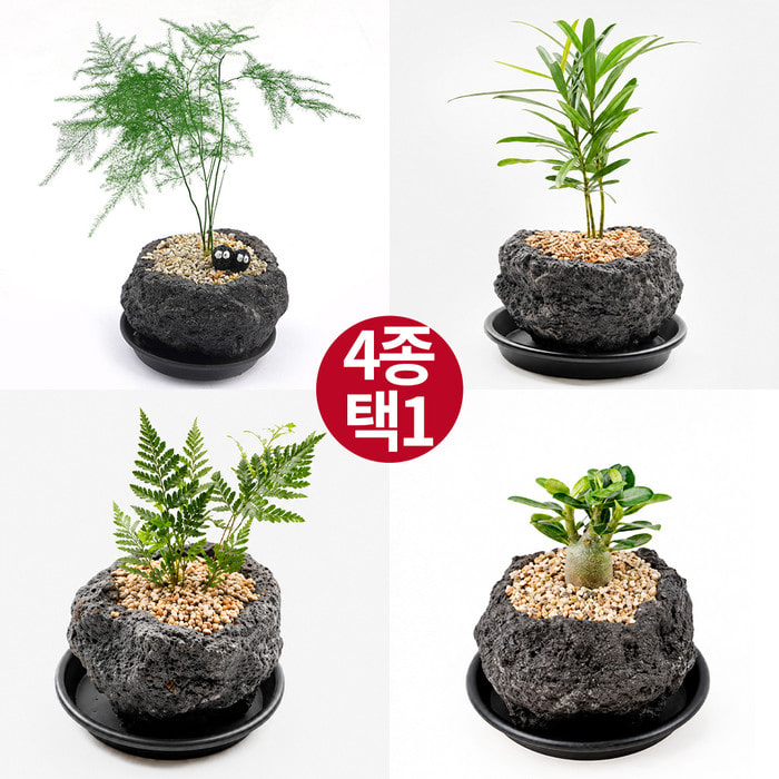 [4종 택1  받침증정] 화산석 플랜테리어 화분 선물 공기정화 식물 플랜테리어 개업 카페 감성 선물 시크릿가드닝 - 상세 이미지 2