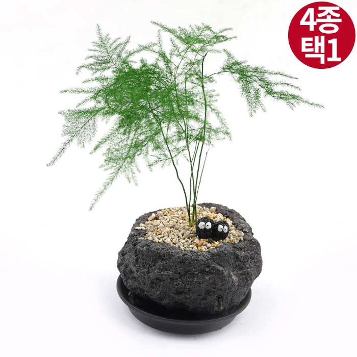 [4종 택1  받침증정] 화산석 플랜테리어 화분 선물 공기정화 식물 플랜테리어 개업 카페 감성 선물 시크릿가드닝 - 상품 이미지