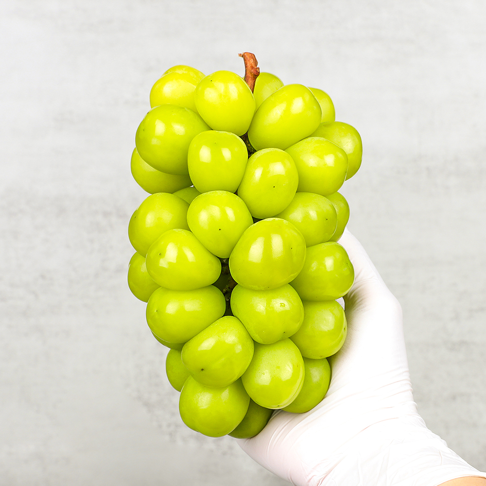 국내산 고당도 포도 샤인머스켓 거봉 16Brix 이상 프리미엄 1kg 2kg 이미지 6