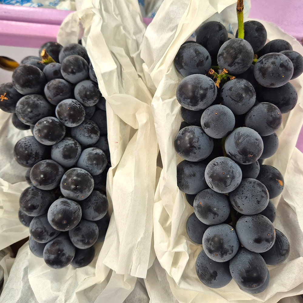 토해원 상큼한 캠벨포도 고당도 씨있는 포도 신선과일 500g 1kg 2kg 이미지 8