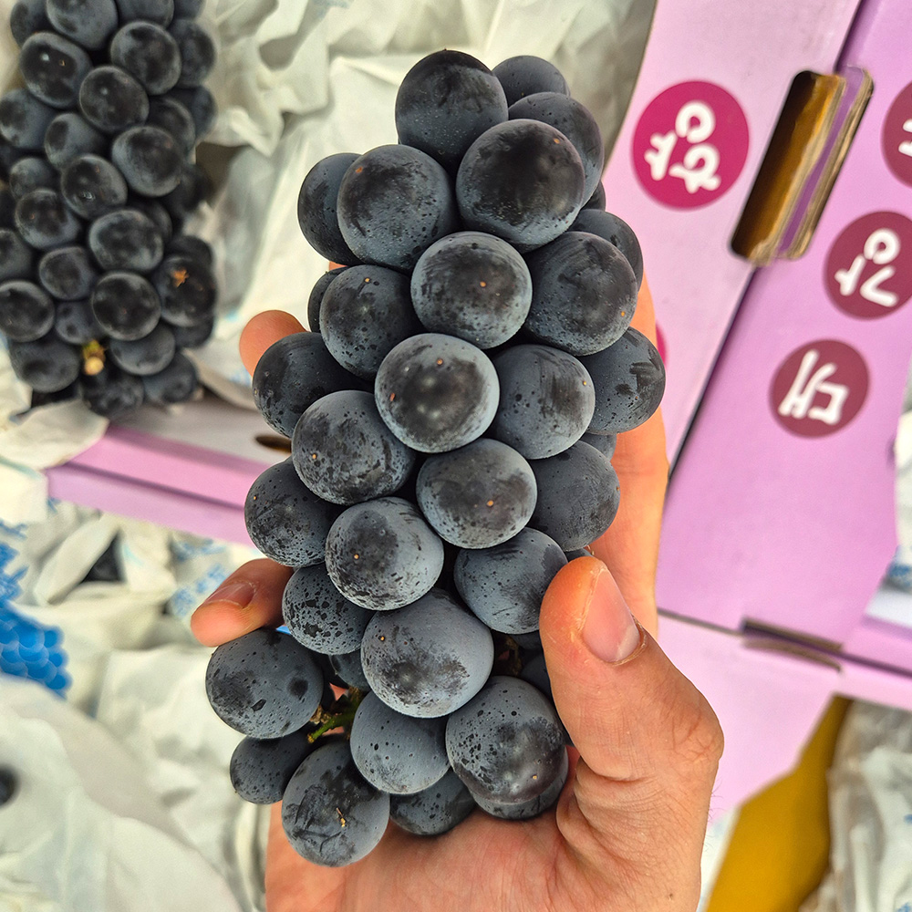 토해원 상큼한 캠벨포도 고당도 씨있는 포도 신선과일 500g 1kg 2kg 이미지 7