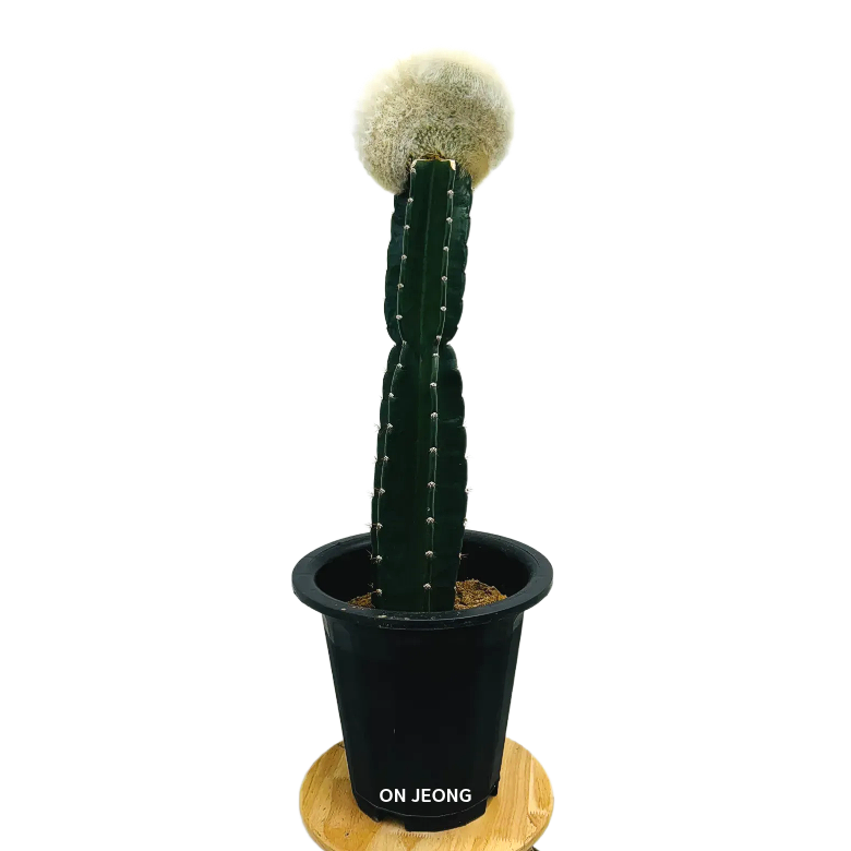 밍크선인장