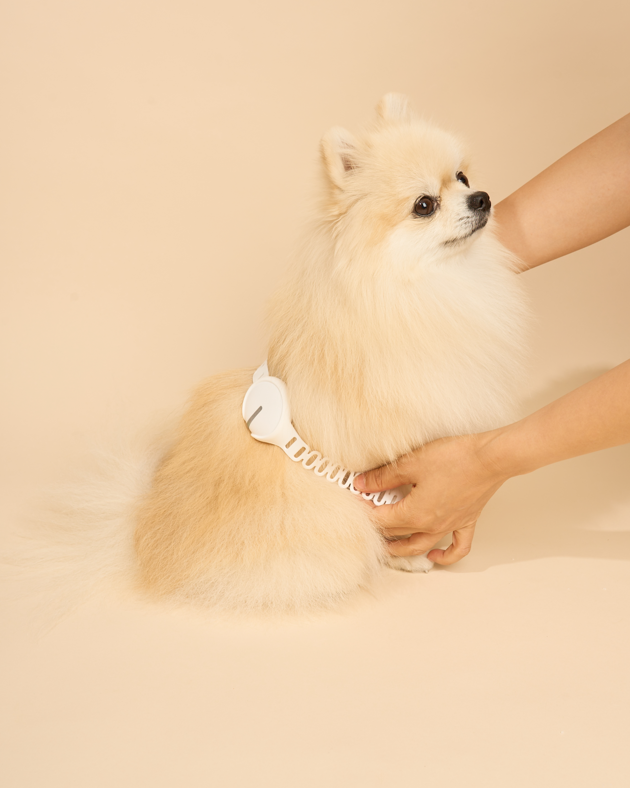 이아소펫 싱글패키지 반려동물 강아지 고양이 슬개골 저주파자극기 레이저치료기 통증 의료기기 - 상세 이미지 4