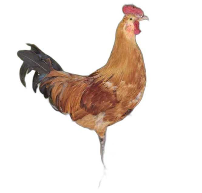 닭인형 장식품 조형물 암탉 수탉 모형 농장 소품 리얼 A - 상품 이미지