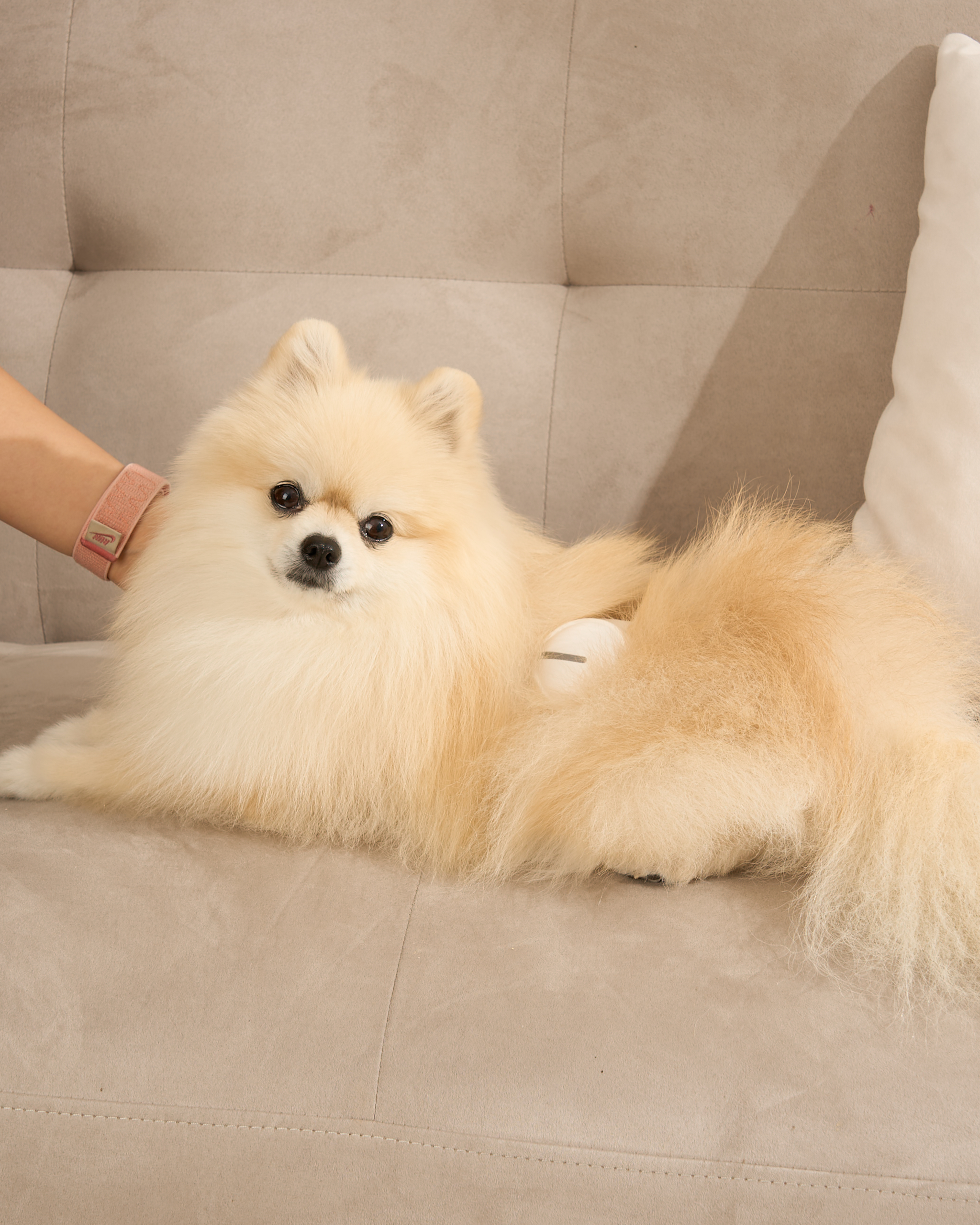 이아소펫 더블패키지 반려동물 강아지 고양이 슬개골탈구 저주파치료 레이저치료기 통증 의료기기 - 상세 이미지 4