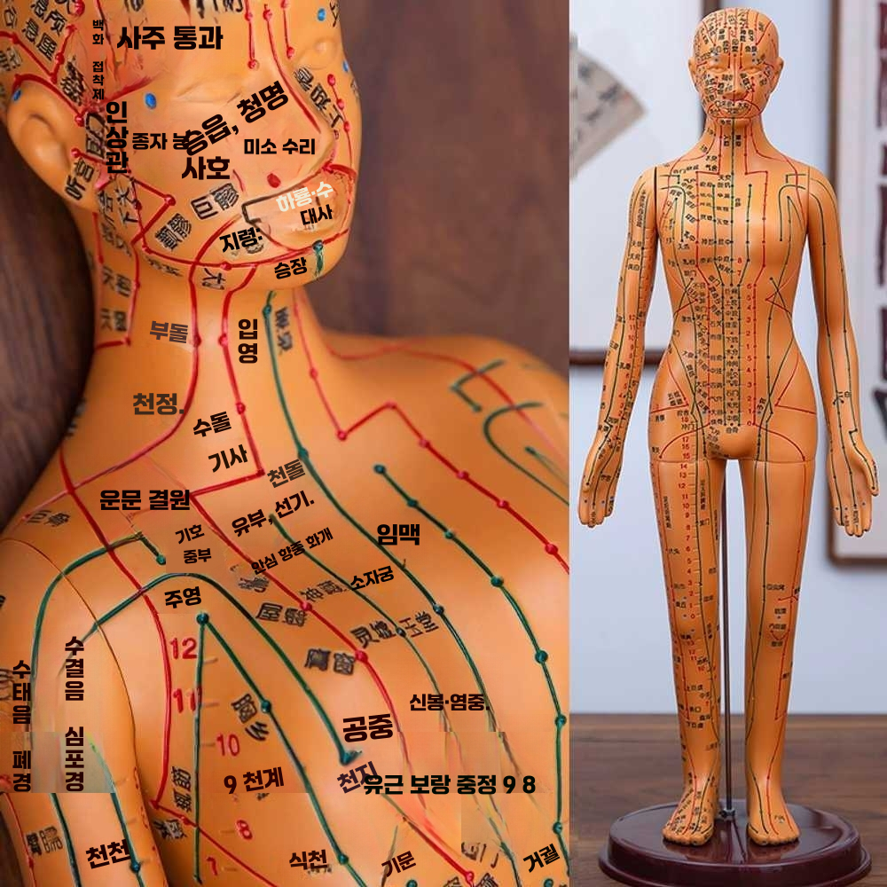 경혈 마네킹 대형 동상 마자시 병원 실기 지압 한방 브라운 남성모델 40cm - 상품 이미지