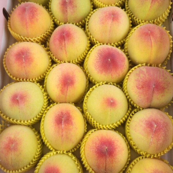 현농부 백도 딱딱이 1kg 3kg 5kg 옐로우드림 망고 복숭아 - 상세 이미지 5