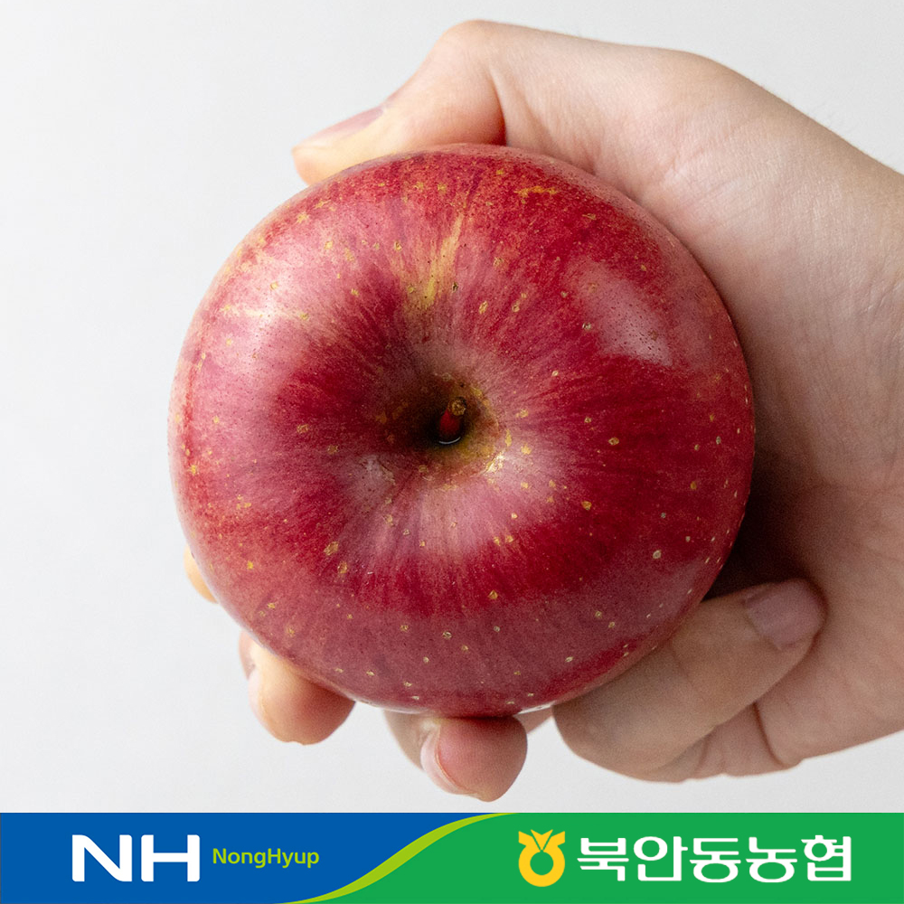 [북안동농협] 토해원 APC 고당도 13브릭스 부사사과 특품 중과 2kg 2.5kg 3kg - 상품 이미지