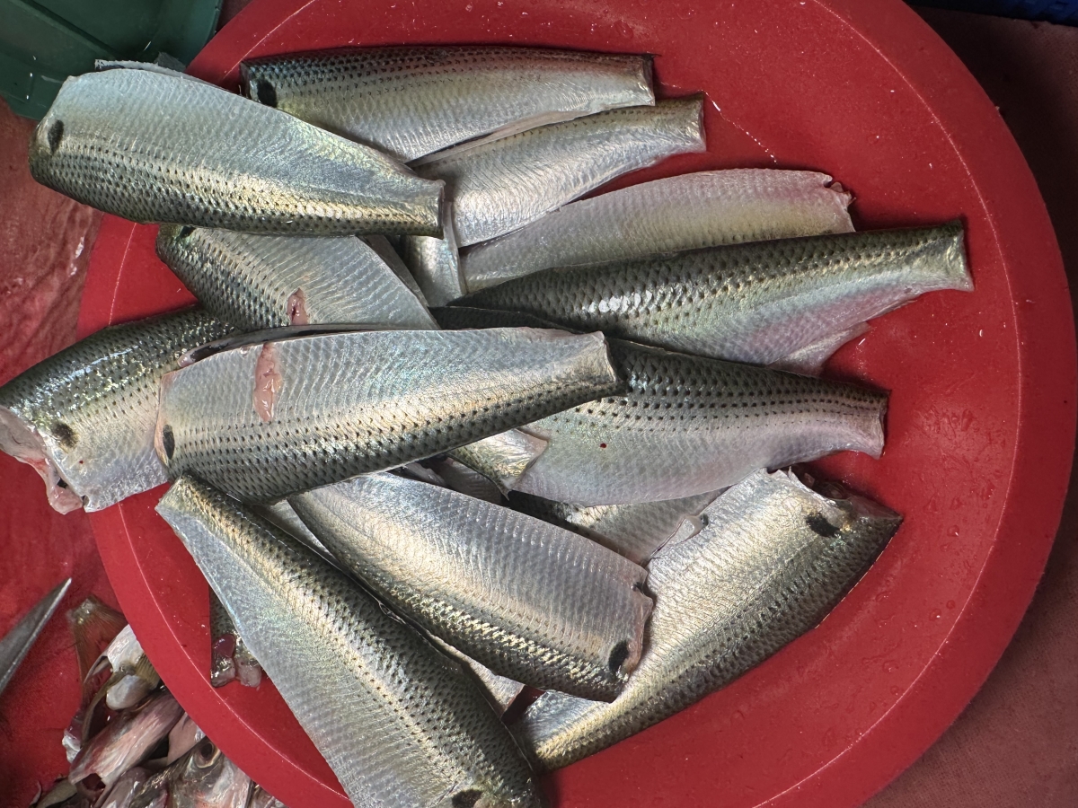 제철 활 전어 당일조업 전어회 구이 필렛 세꼬시 300g 500g 초장증정 - 상세 이미지 3