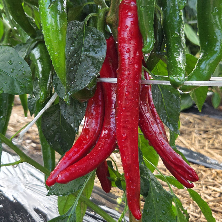 산지직송 특품 홍고추 1~5키로 서산자연농원 5kg, 1개 - 상세 이미지 2