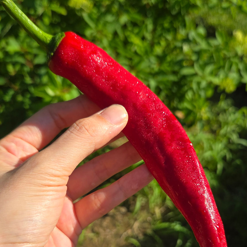 산지직송 특품 홍고추 1~5키로 서산자연농원 5kg, 1개 - 상세 이미지 3