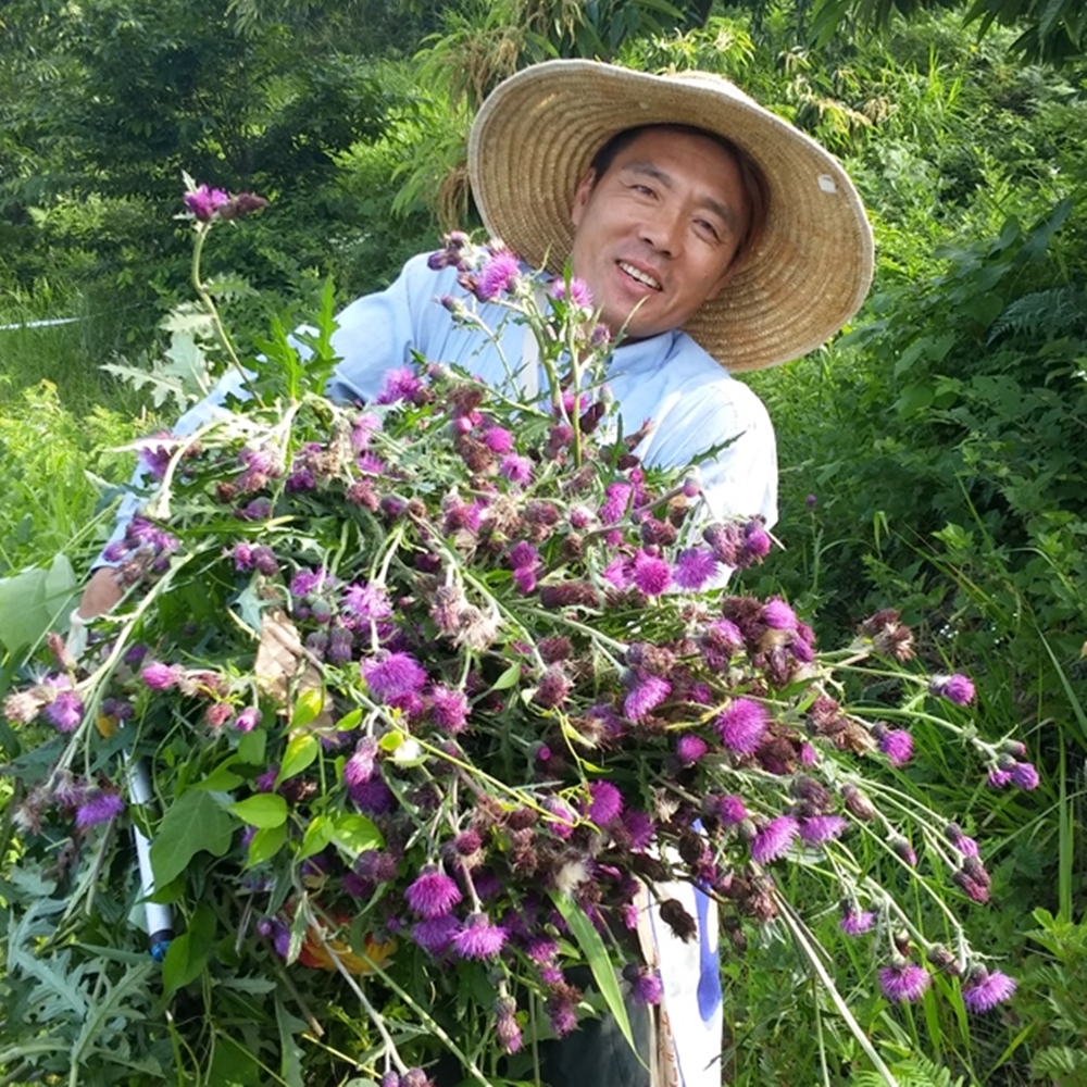 부여 엉겅퀴즙 유기농 엉겅퀴 100% 30포 자연에 산야초 담은 - 상세 이미지 3
