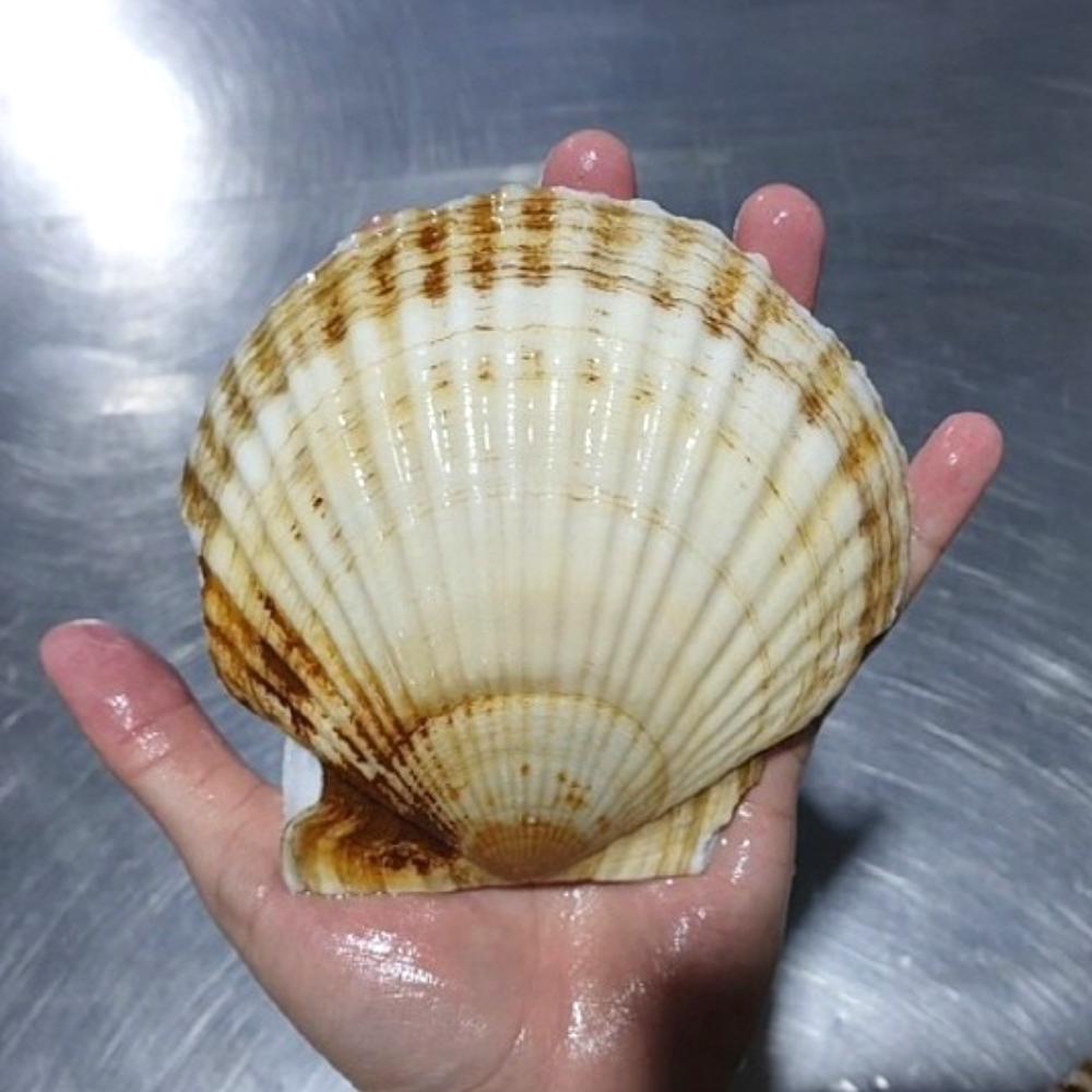 대왕 참 가리비 제철 1kg 산지직송 조개구이 조개탕 찜 - 상세 이미지 2