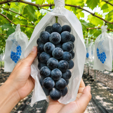 씨없는 캠벨 거봉 충랑포도 고당도 포도 1.5kg