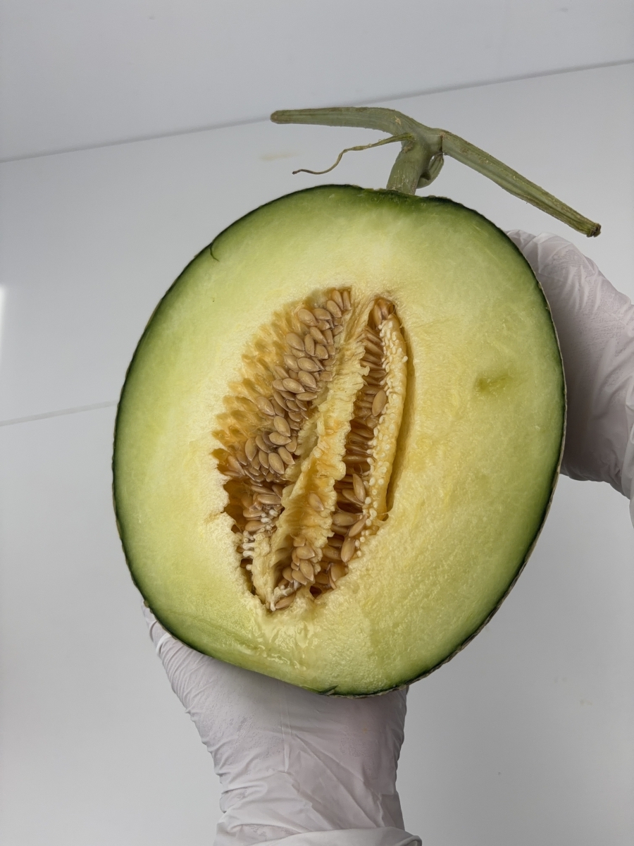함안 머스크 노을 메론 멜론 비파괴 당도선별 16브릭스 이상-1수 2k이상 - 상세 이미지 3