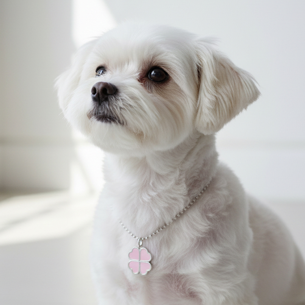 인식표 목걸이 강아지 고양이 써지컬 럭키 클로버 - 상세 이미지 4