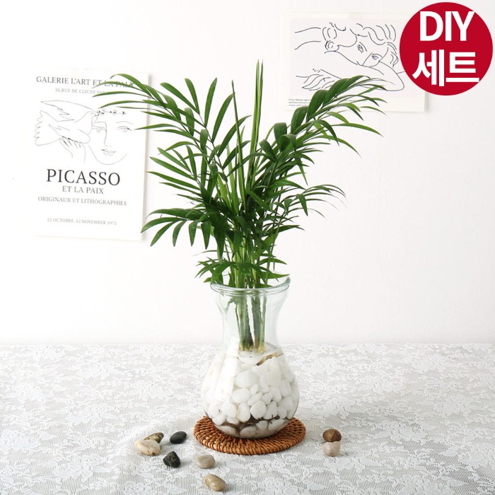 수경재배 DIY 세트 수경식물 키우기(영양제 증정) - 상품 이미지