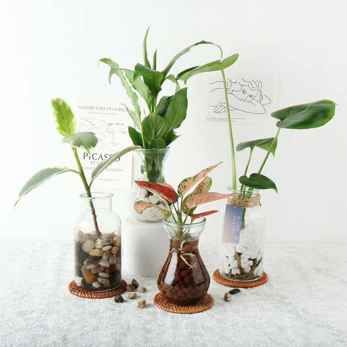 수경재배 DIY 세트 수경식물 키우기(영양제 증정) - 상세 이미지 3