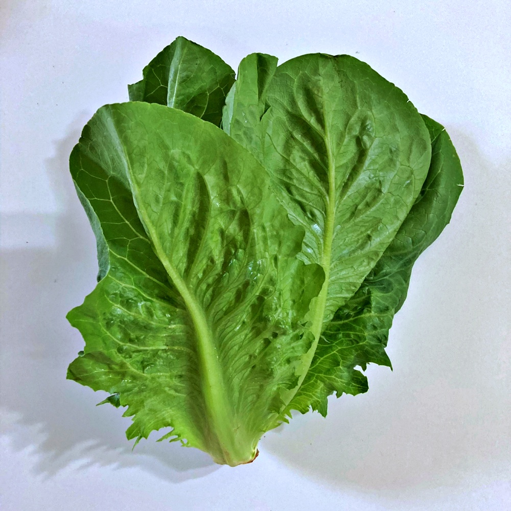 로메인 통로메인 샐러드 쌈채소 1kg 2kg 국내산 - 상품 이미지