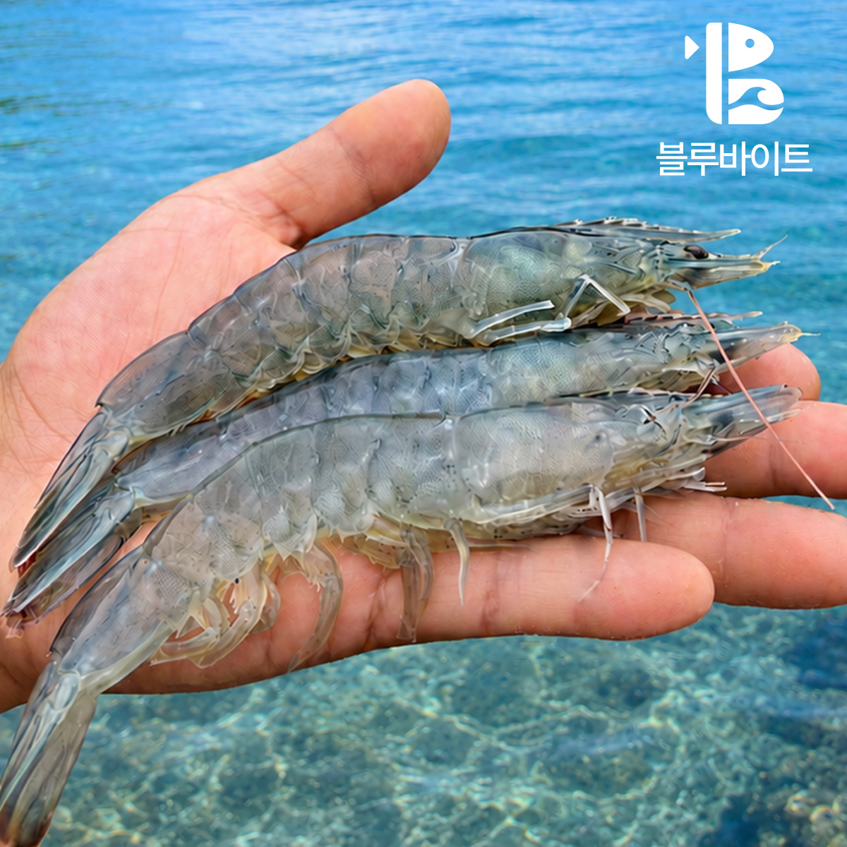 국산 흰다리새우 1kg 활새우 신안 왕새우 생새우 회 제철 - 상세 이미지 3