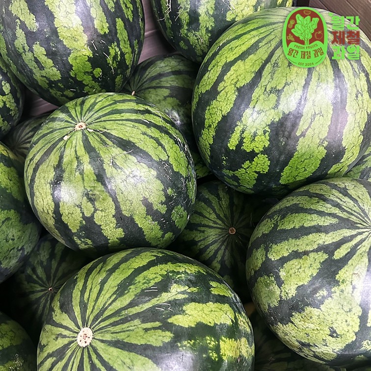 고창 씨없는수박 흑수박 블랙망고수박 애플수박 노란 손질 컷팅수박 4kg 8kg - 상세 이미지 4