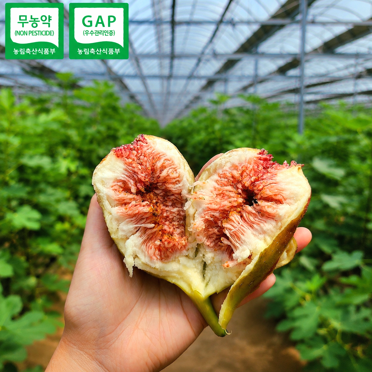 친환경 무농약 무화과 고당도 생과 홍무화과 GAP인증 산지직송 - 상품 이미지