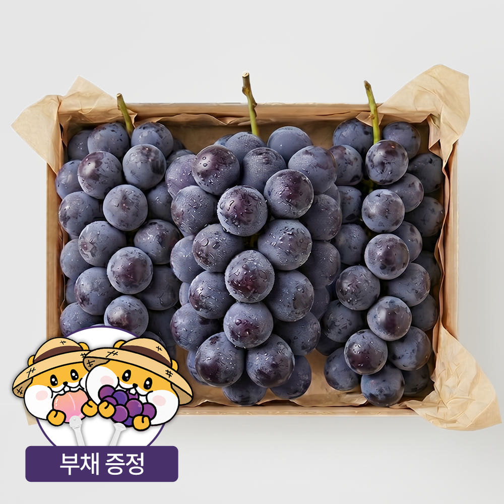 김천 거봉 수출용 특등품 고당도 거봉 포도 1.5kg 2kg 4kg 가격 비교 엘로아시스 김천 거봉 수출용 특등품 고당도 거봉 포도 1.5kg 2kg 4kg