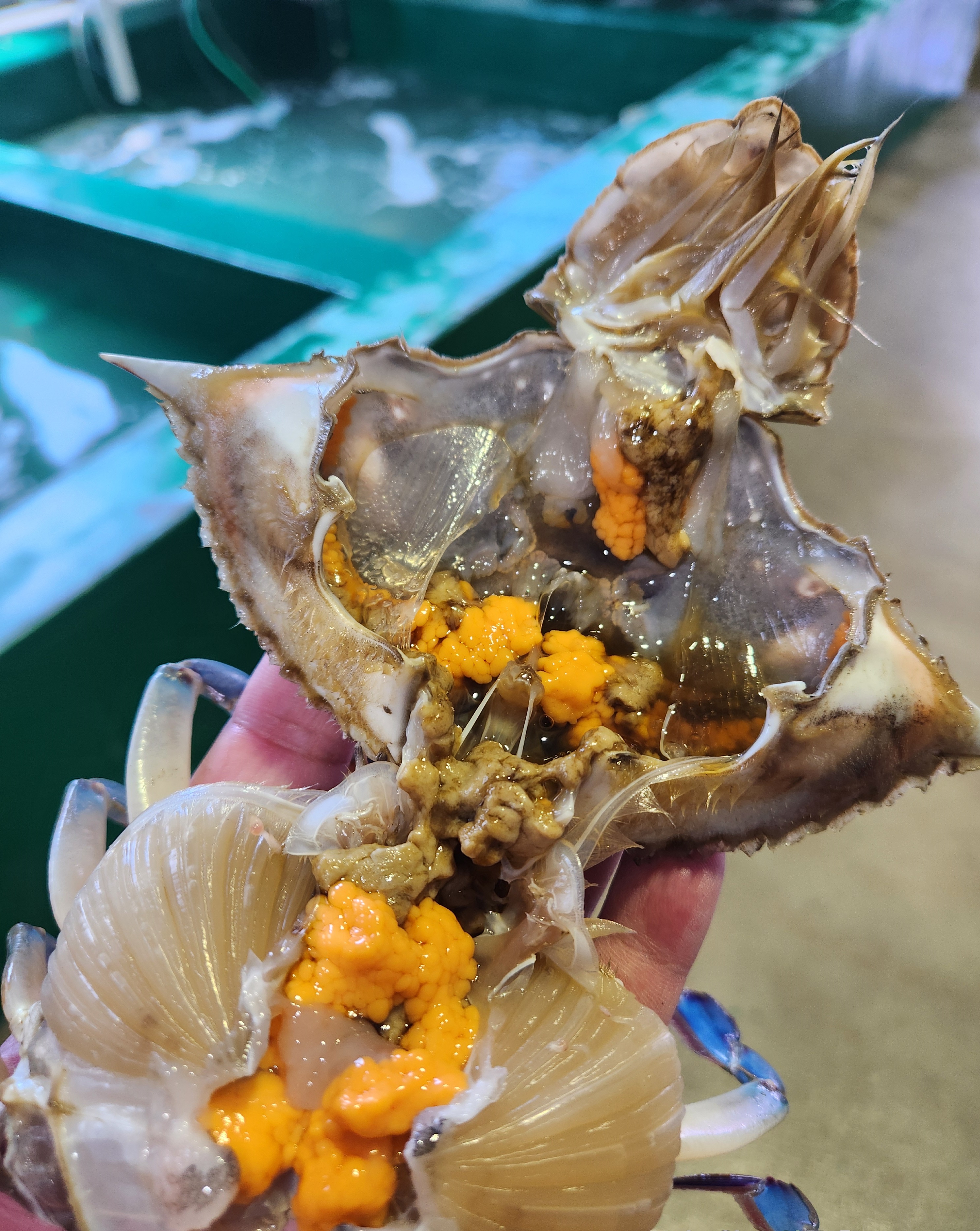 토해원 국내산 서해안 급냉 암꽃게 알배기 꽃게 찜용 꽃게탕 게장 1kg 2kg 절단X - 상품 이미지