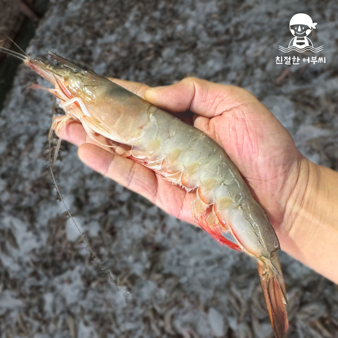 안면도 자연산 대하 냉동 대하구이 왕새우 가격 비교 친절한어부씨 안면도 자연산 대하 냉동 대하구이 왕새우