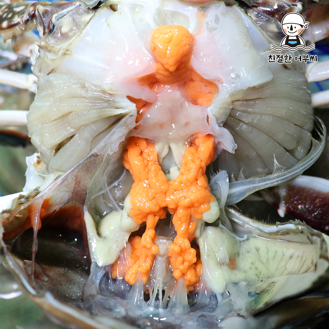 알배기 활 암꽃게 몽당 꽃게 1kg 생물 급냉 친절한어부씨