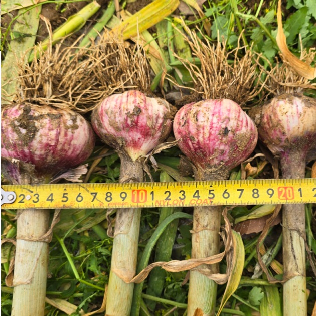 26년 햇 통마늘 국내산 한접 반접 마늘 4kg, 100개 - 상품 이미지