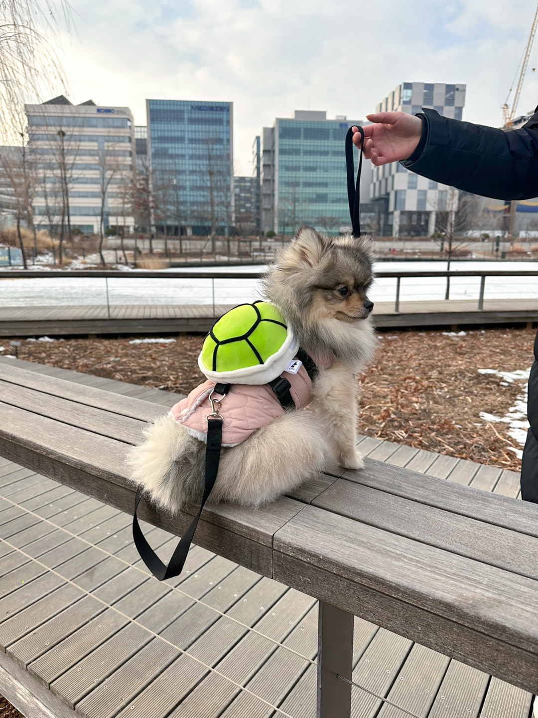 강아지 거북이 하네스 가방 산책 백팩 소형견 중형견 대형견 - 상세 이미지 3