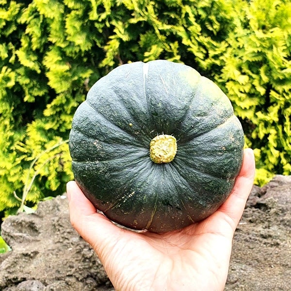 제주 미니밤호박 보우짱 단호박 특상품 못난이 9kg - 상품 이미지