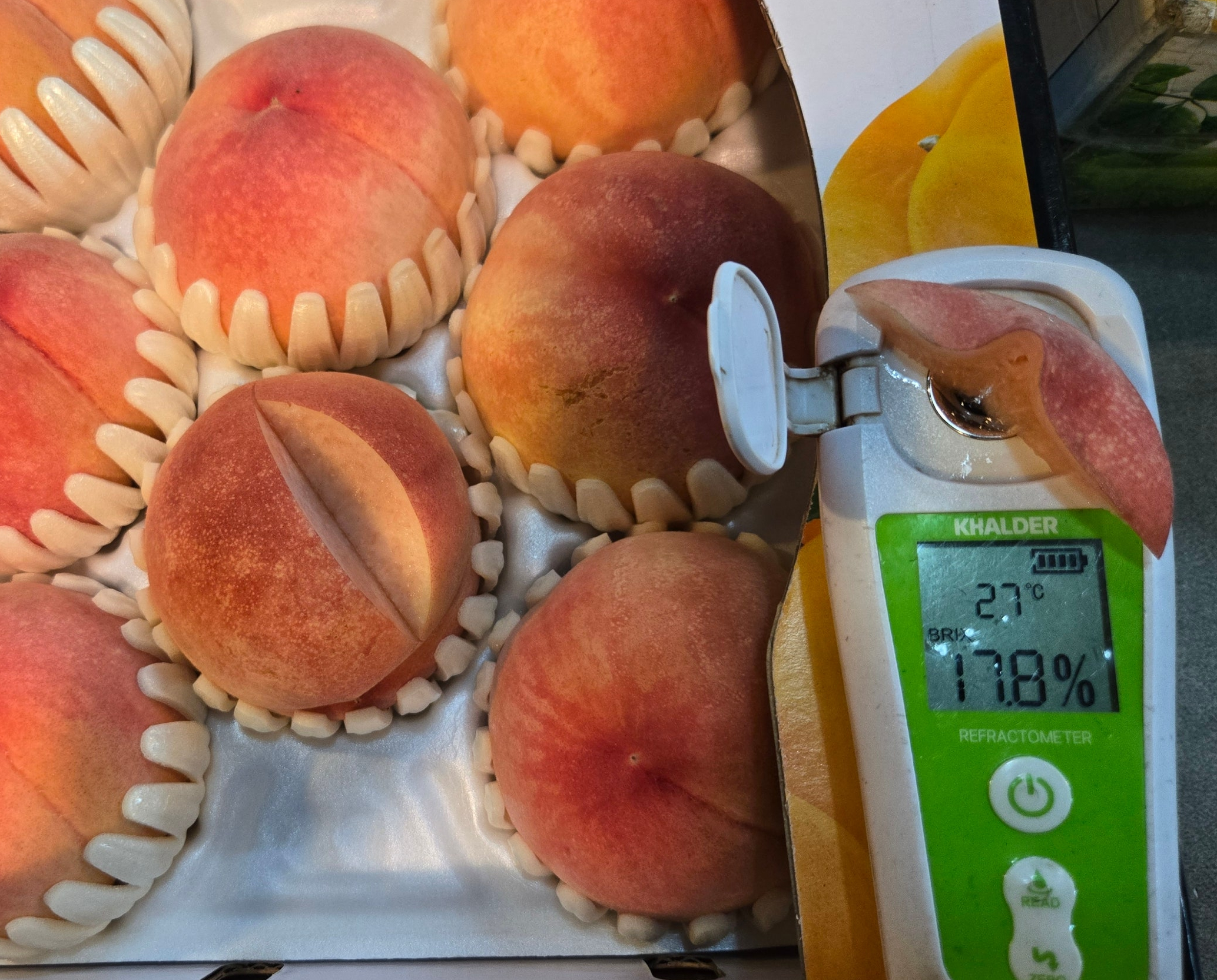 윗집아들네 프리미엄 백도 딱딱이복숭아 말랑이복숭아 4kg 10kg - 상세 이미지 3