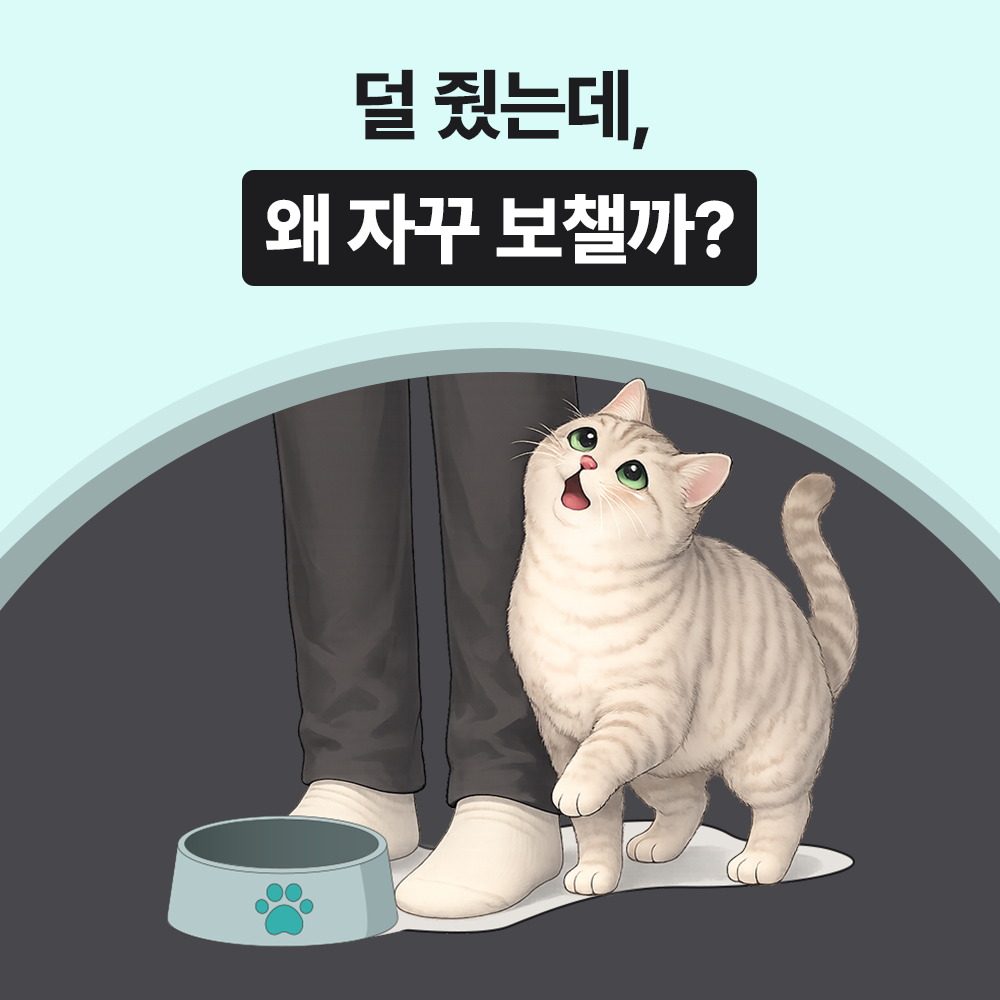 닥터바이 캣밸런스핏 고양이 다이어트 영양제 비만 체중 혈당 관리 30포, 1개 - 상세 이미지 4