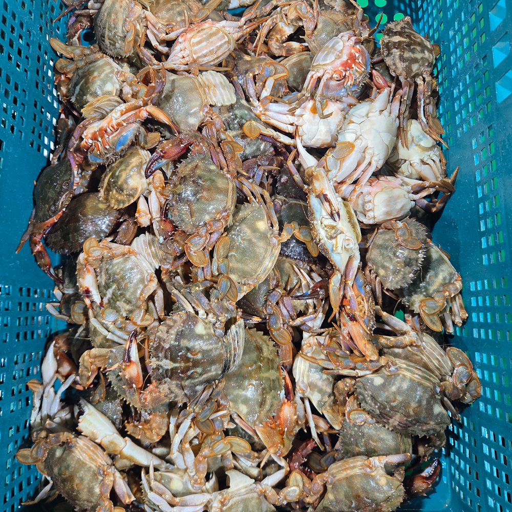 프리미엄 간장 모듬장 꽃게장 돌게장 블랙타이거새우장 가리비장 2.5kg 이미지 6
