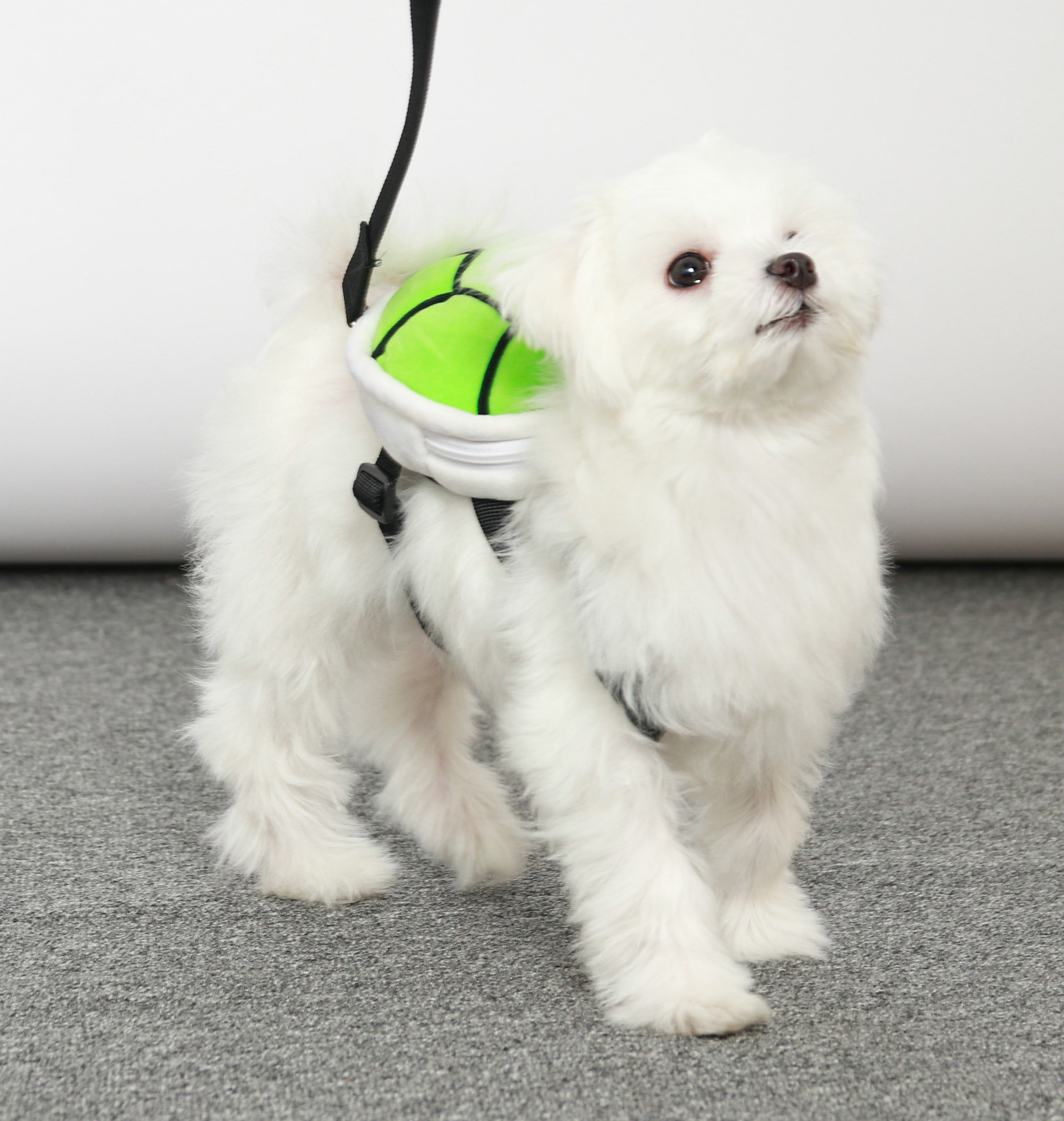 강아지 거북이 하네스 가방 산책 백팩 소형견 중형견 대형견 - 상세 이미지 2