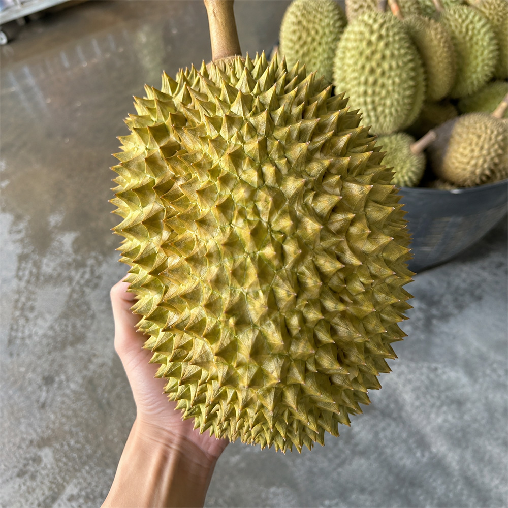 생두리안 태국 항공직송 통두리안 생과 프리미엄 6kg, 4개 - 상품 이미지