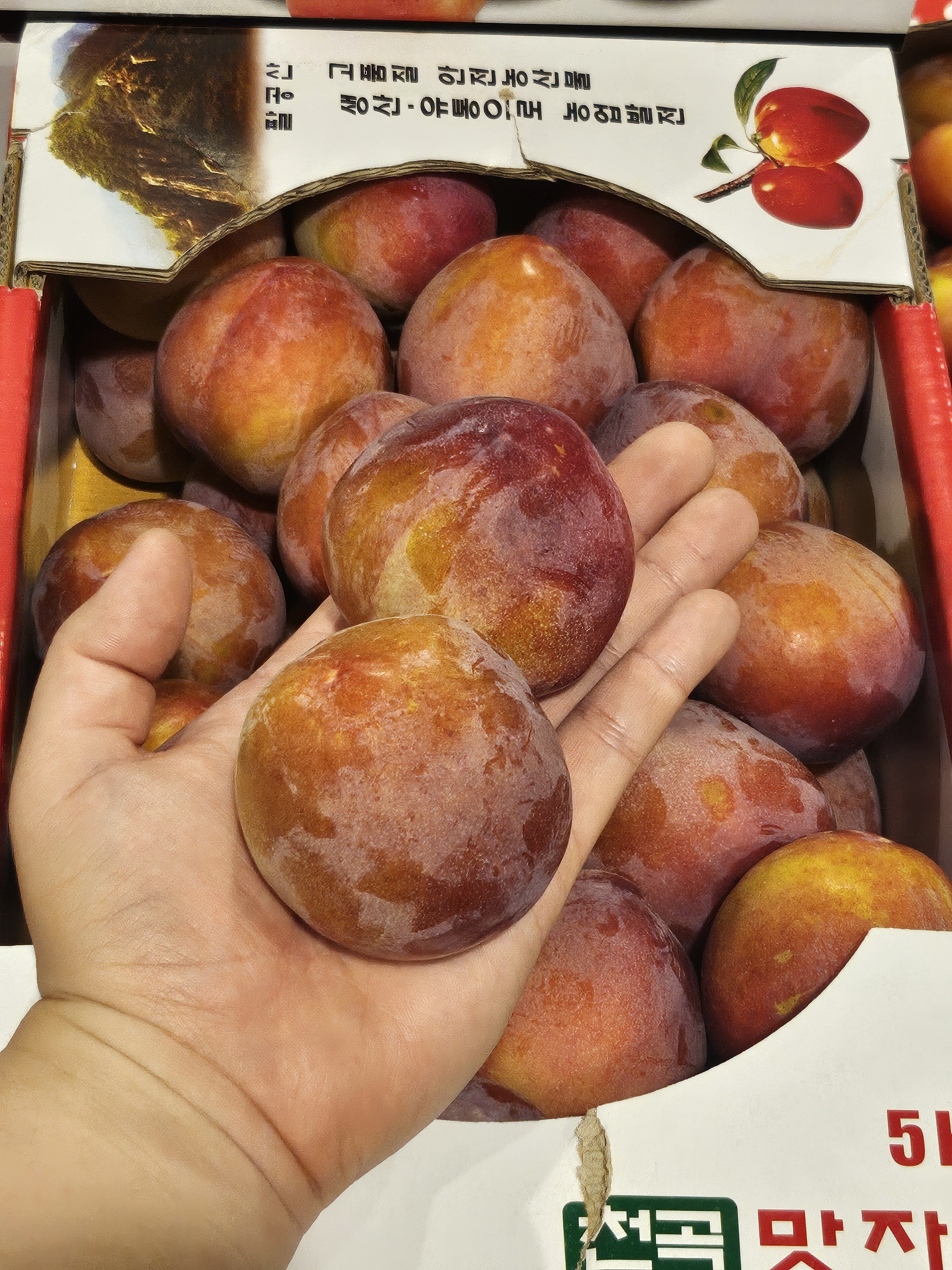 윗집아들네 도담자두 왕자두 2.5kg 5kg - 상품 이미지