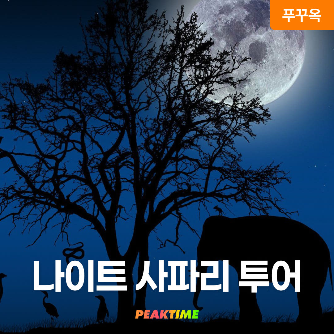 피크타임:PEAKTIME 푸꾸옥 북부 사파리 나이트 투어 픽업샌딩