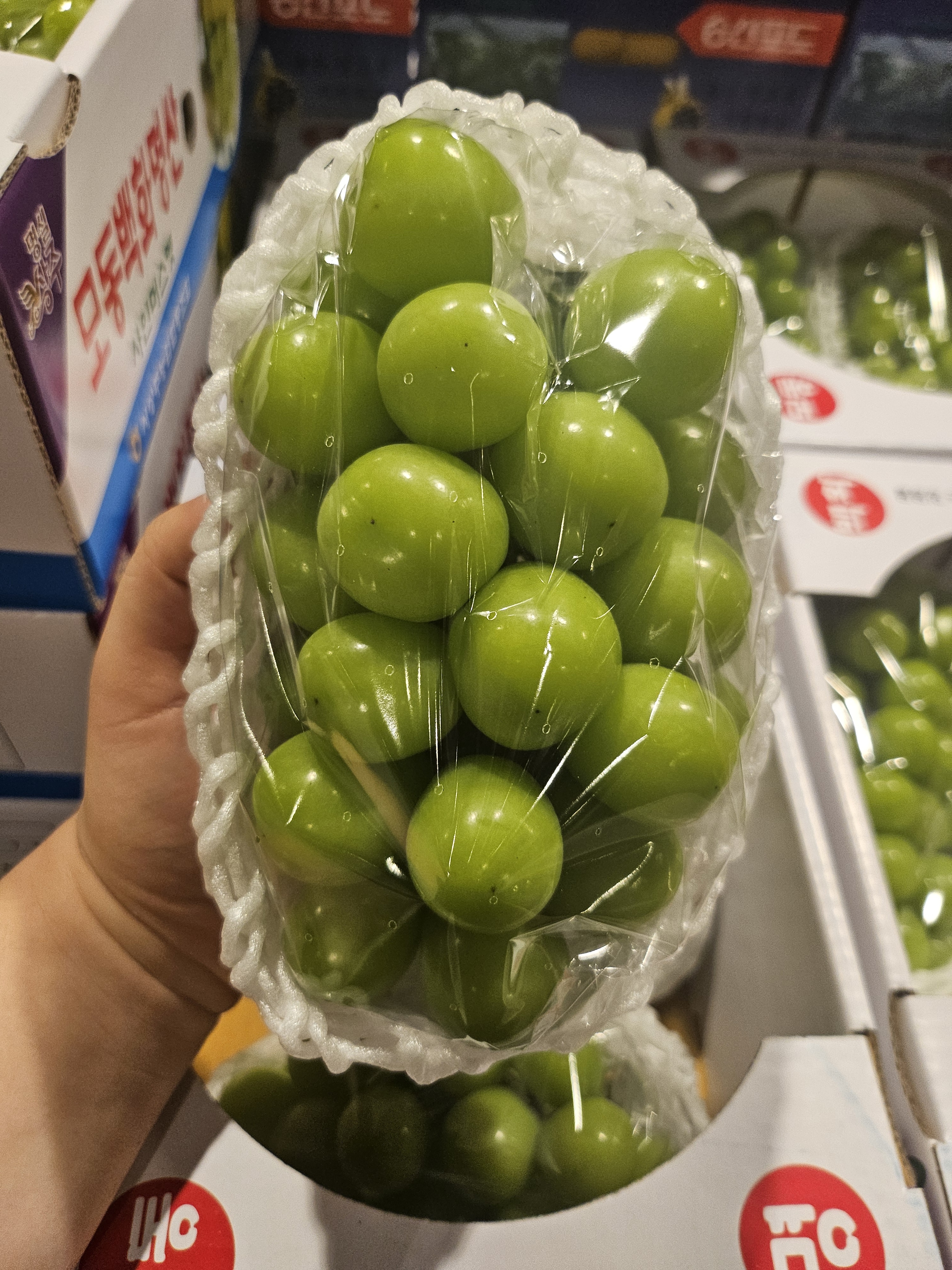 윗집아들네 프리미엄 샤인머스캣 샤인머스켓 망고포도 특품 2kg - 상세 이미지 5